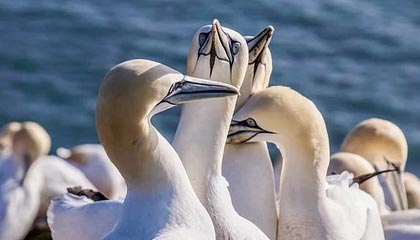 篮球-世界杯资格赛中国女篮首战击败马里队